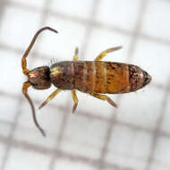 Image of Springtail