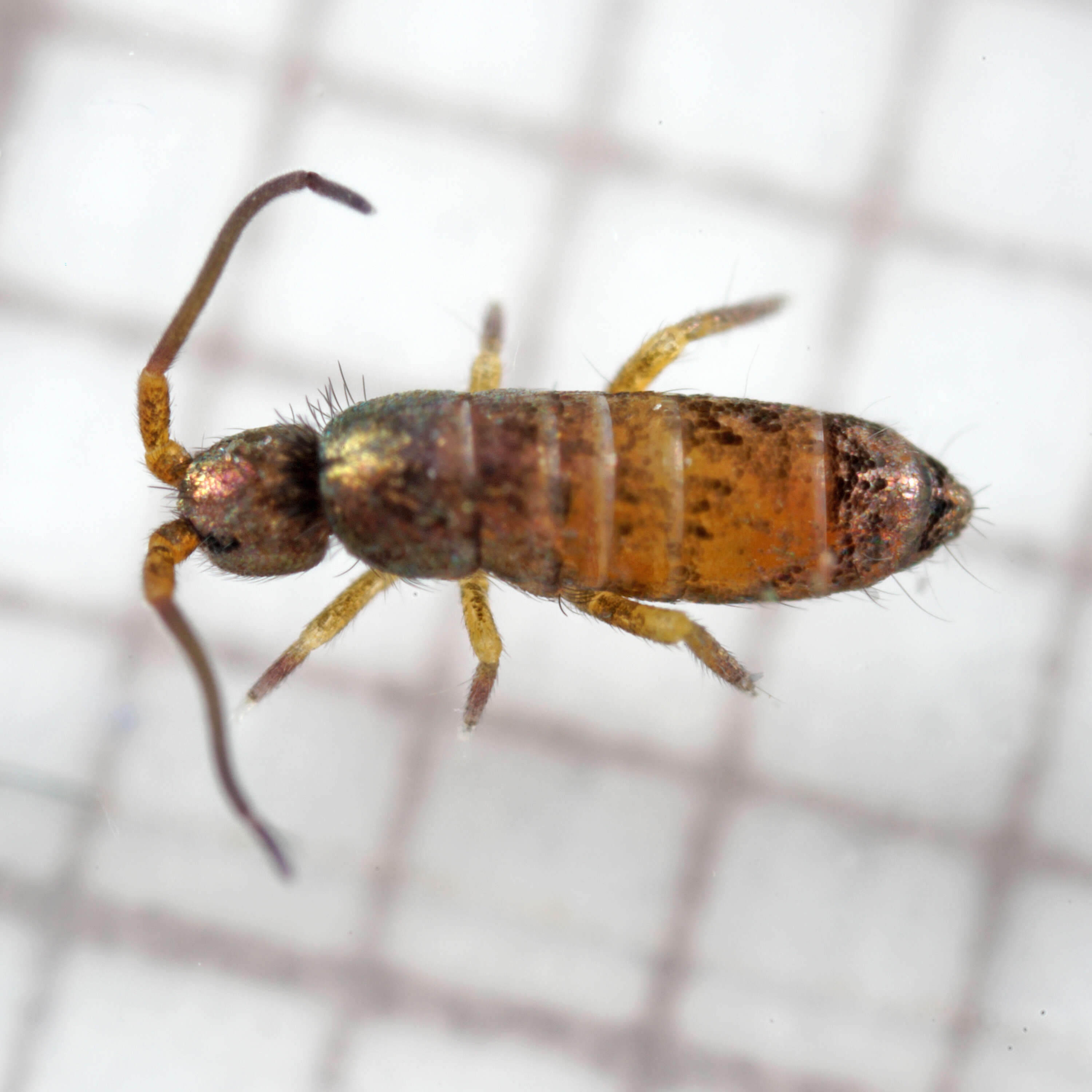 Image of Springtail