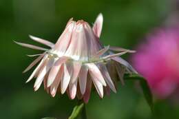 Image of bracted strawflower