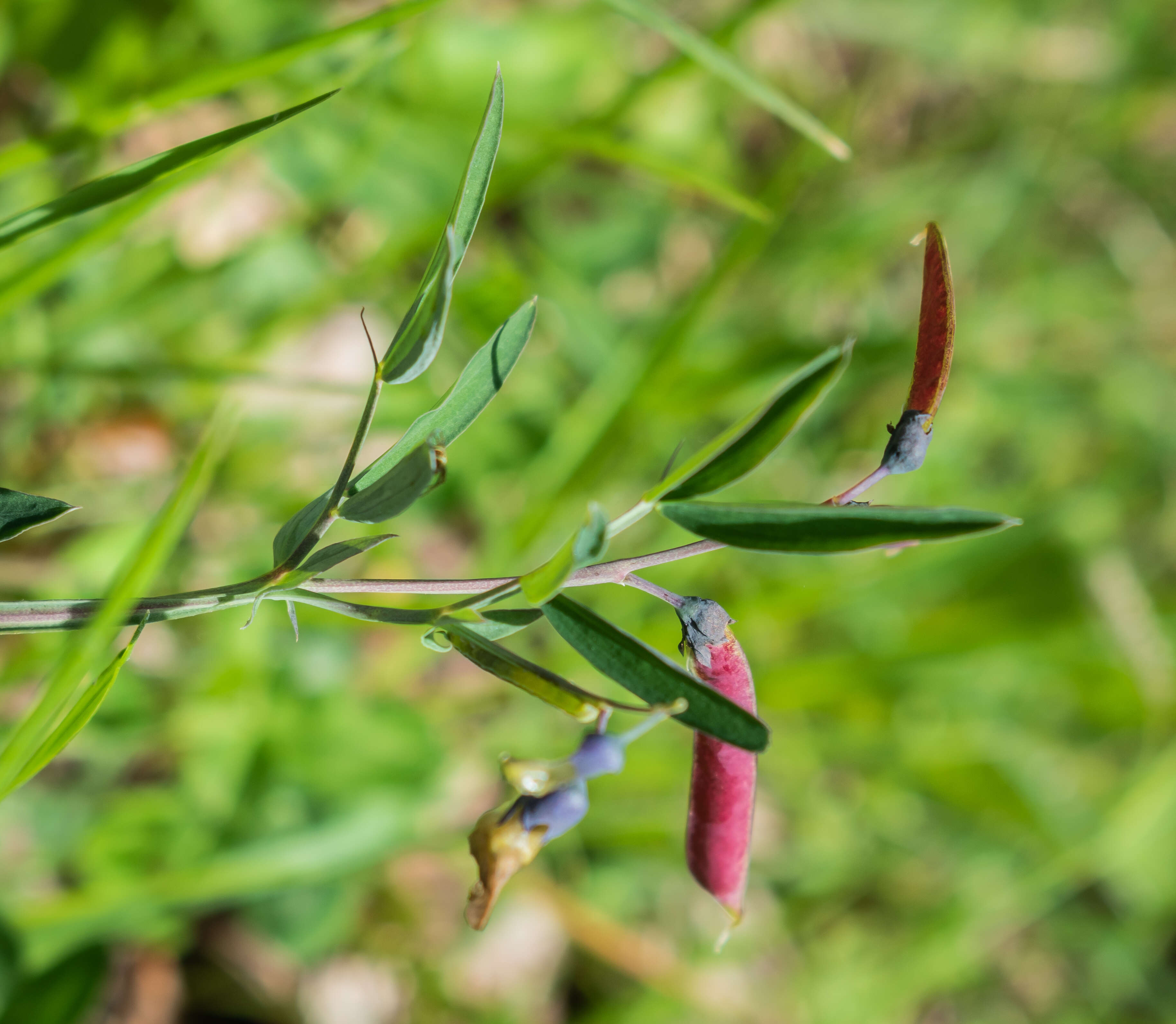 Imagem de Lathyrus linifolius (Reichard) Bassler