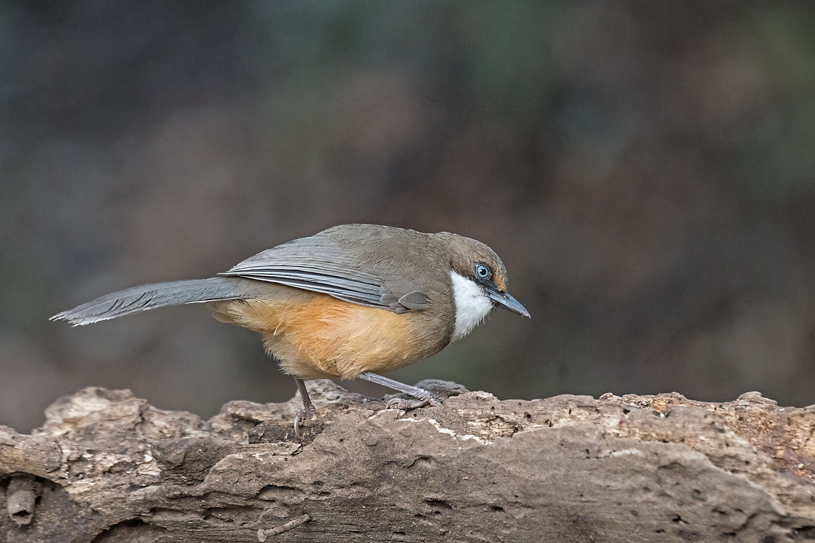 Слика од Garrulax albogularis