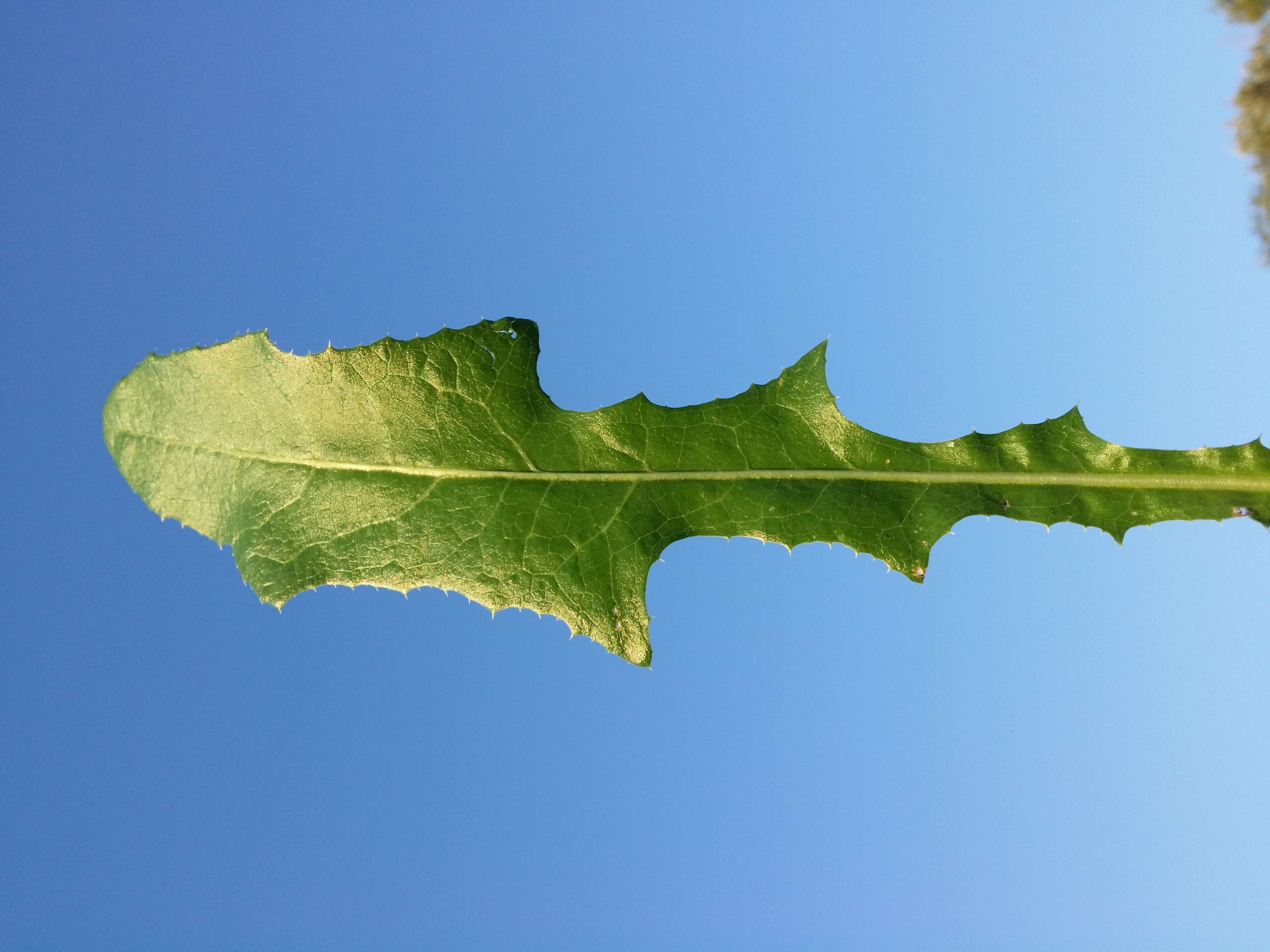 Plancia ëd Sonchus arvensis L.