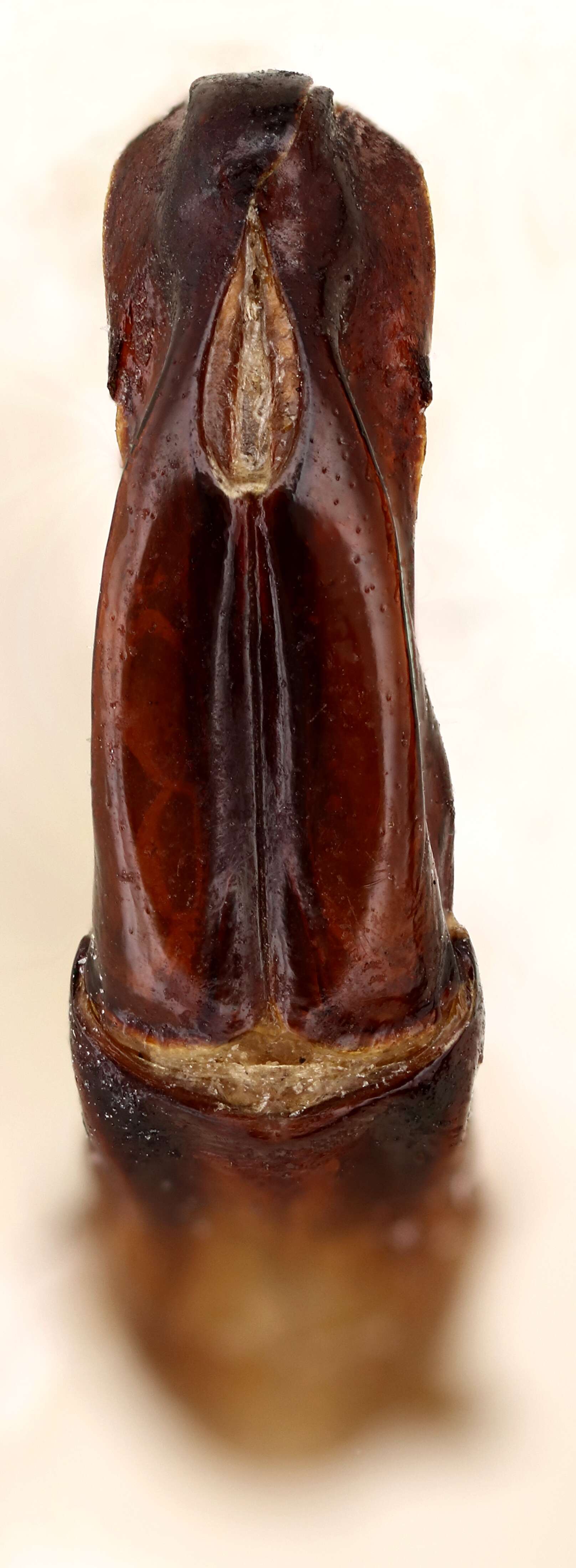 Image of Protaetia (Potosia) cuprea (Fabricius 1775)