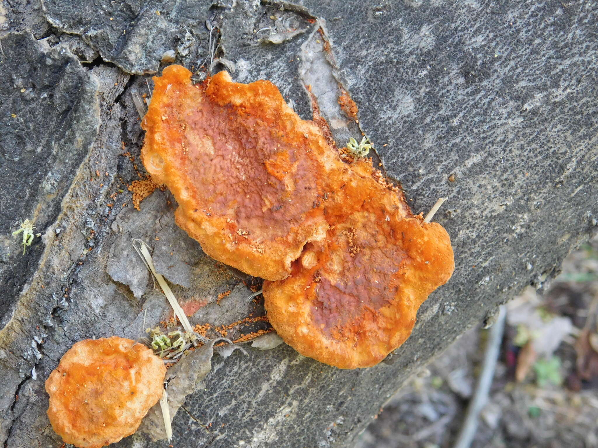 Image of Orange polypore