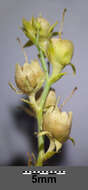 Imagem de Linaria genistifolia (L.) Mill.