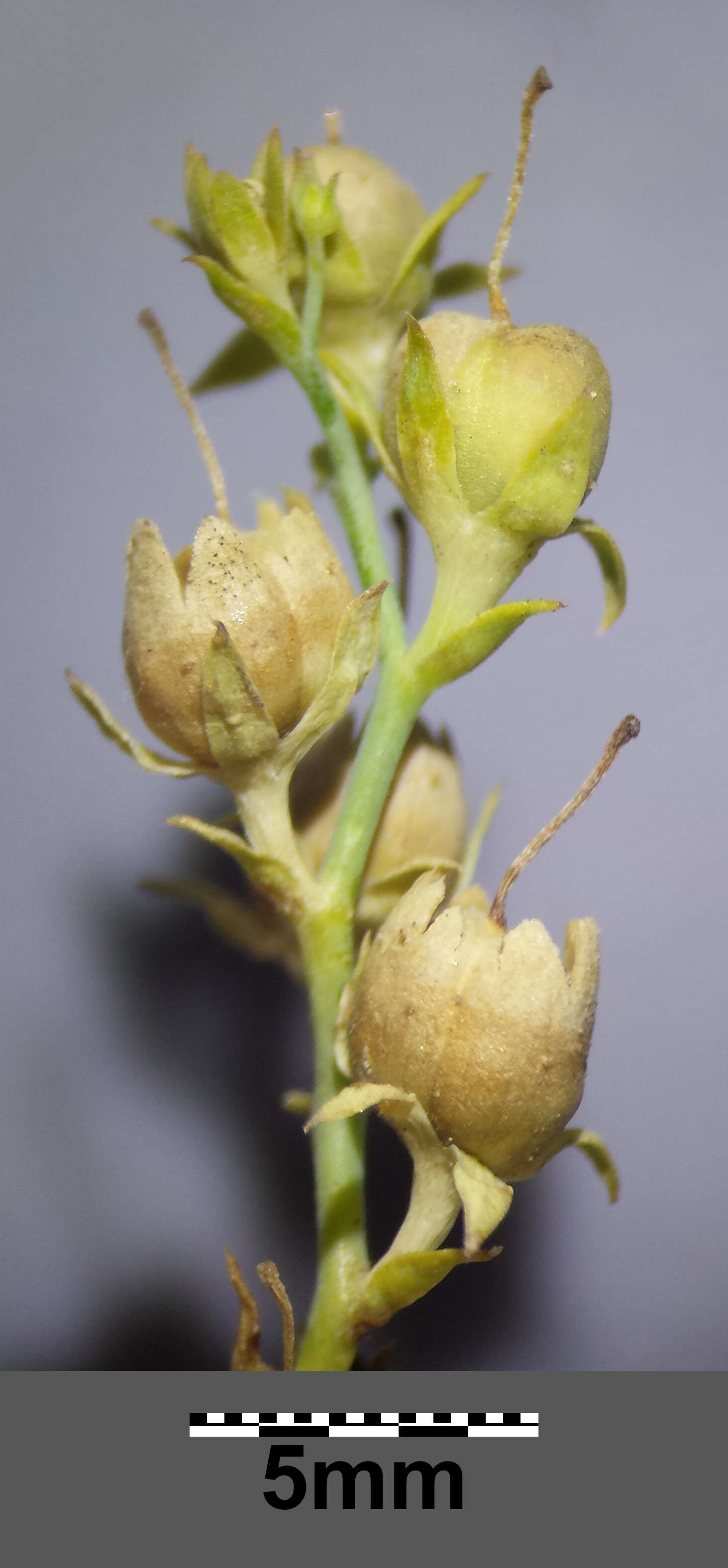 Imagem de Linaria genistifolia (L.) Mill.