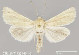 Image of Copablepharon viridisparsa Dod 1916