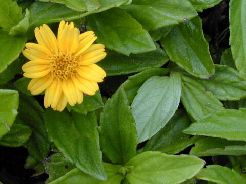 Image of Bay Biscayne creeping-oxeye