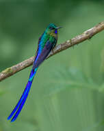 Image of Violet-tailed Sylph