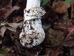 صورة Amanita pseudoporphyria Hongo 1957