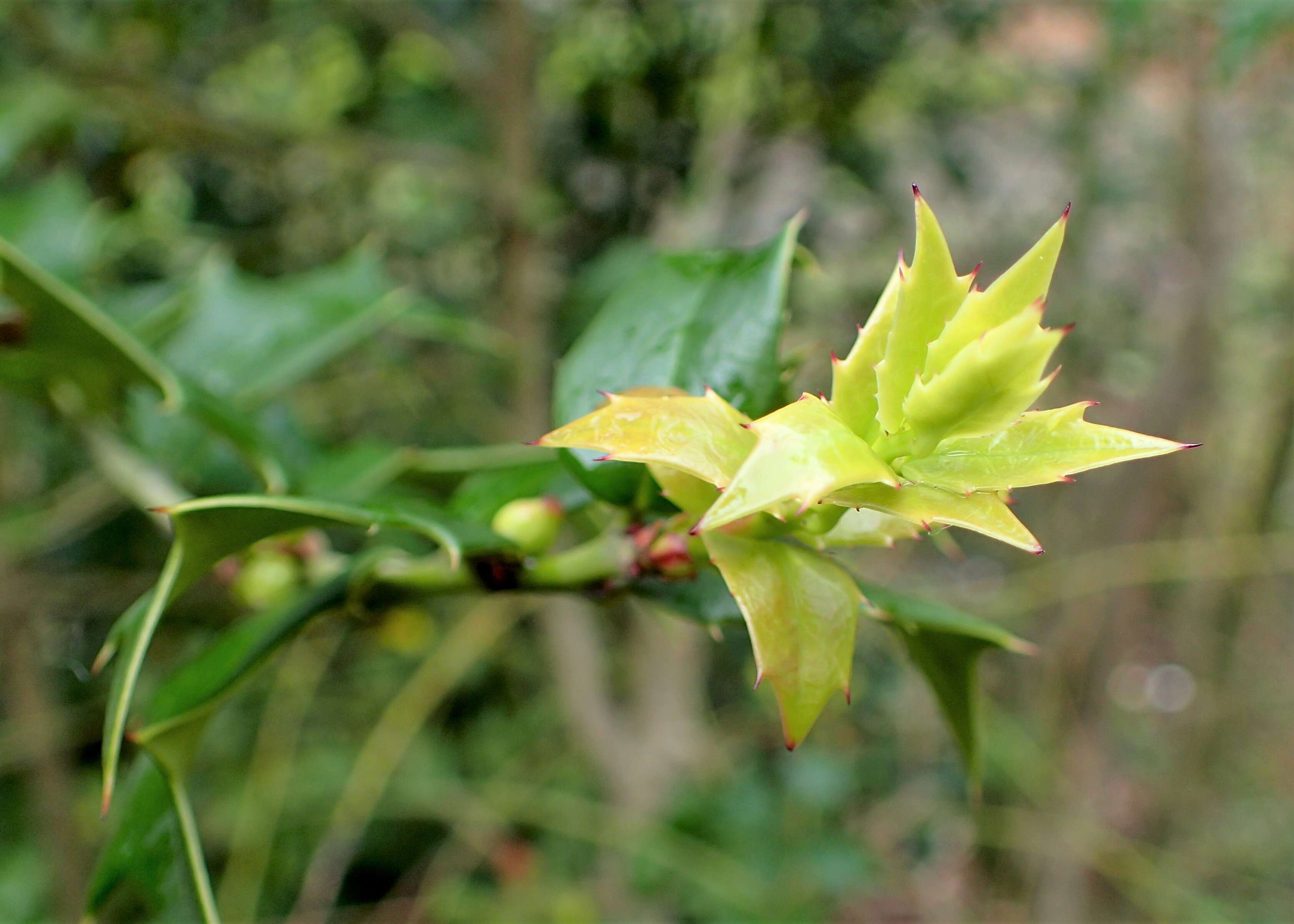 Image of Perny's Holly