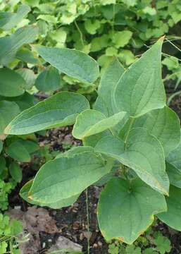 Image of Blue Ridge carrionflower