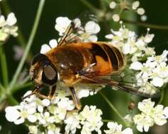 Image of <i>Eristalis horticola</i>