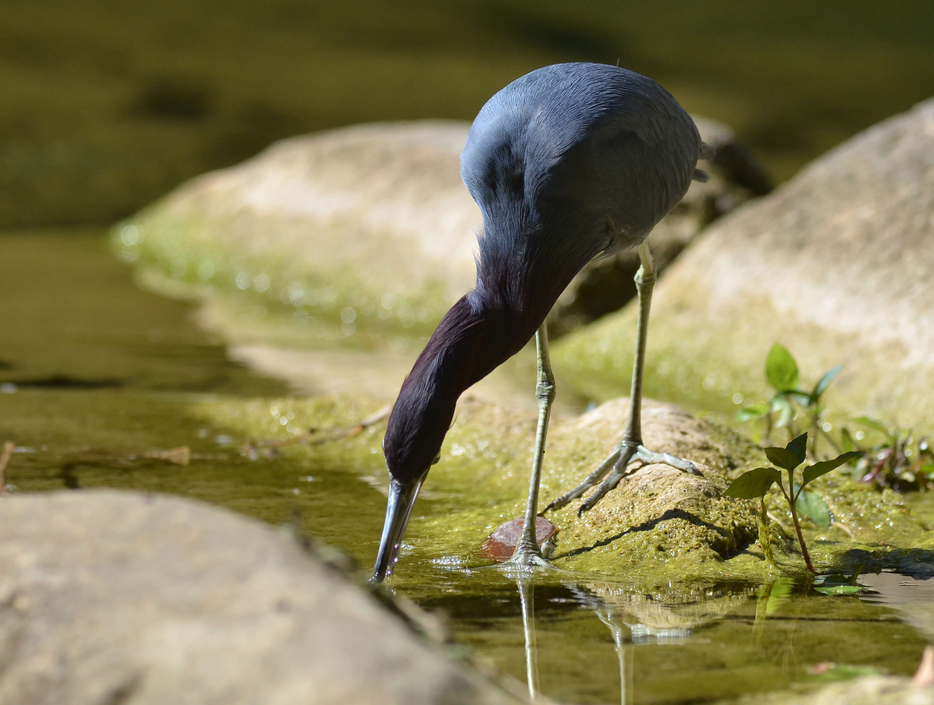 Image of Little Blue Heron