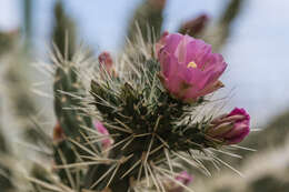 Image de Cylindropuntia imbricata (Haw.) F. M. Knuth