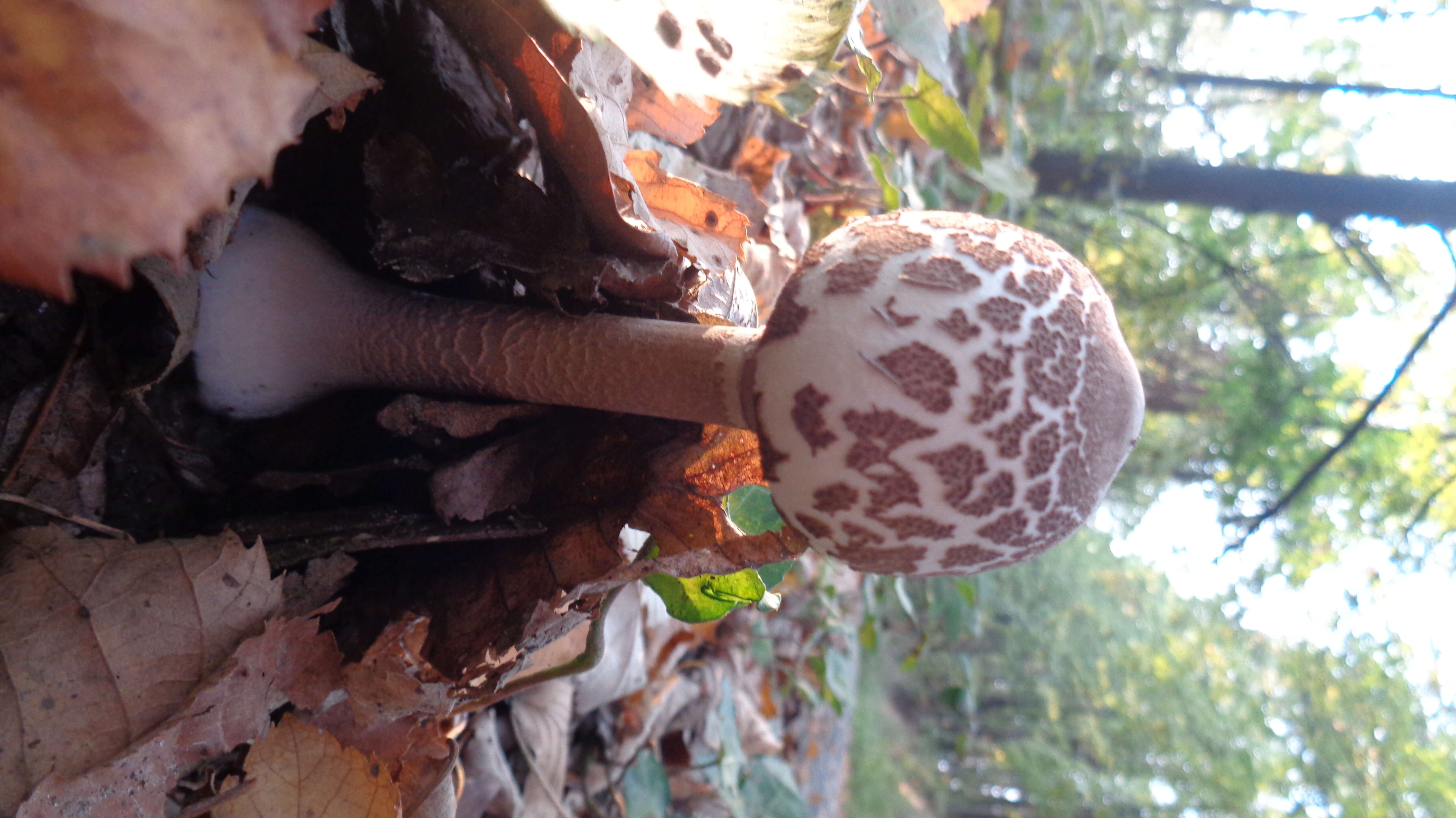 Macrolepiota mastoidea (Fr.) Singer 1951 resmi