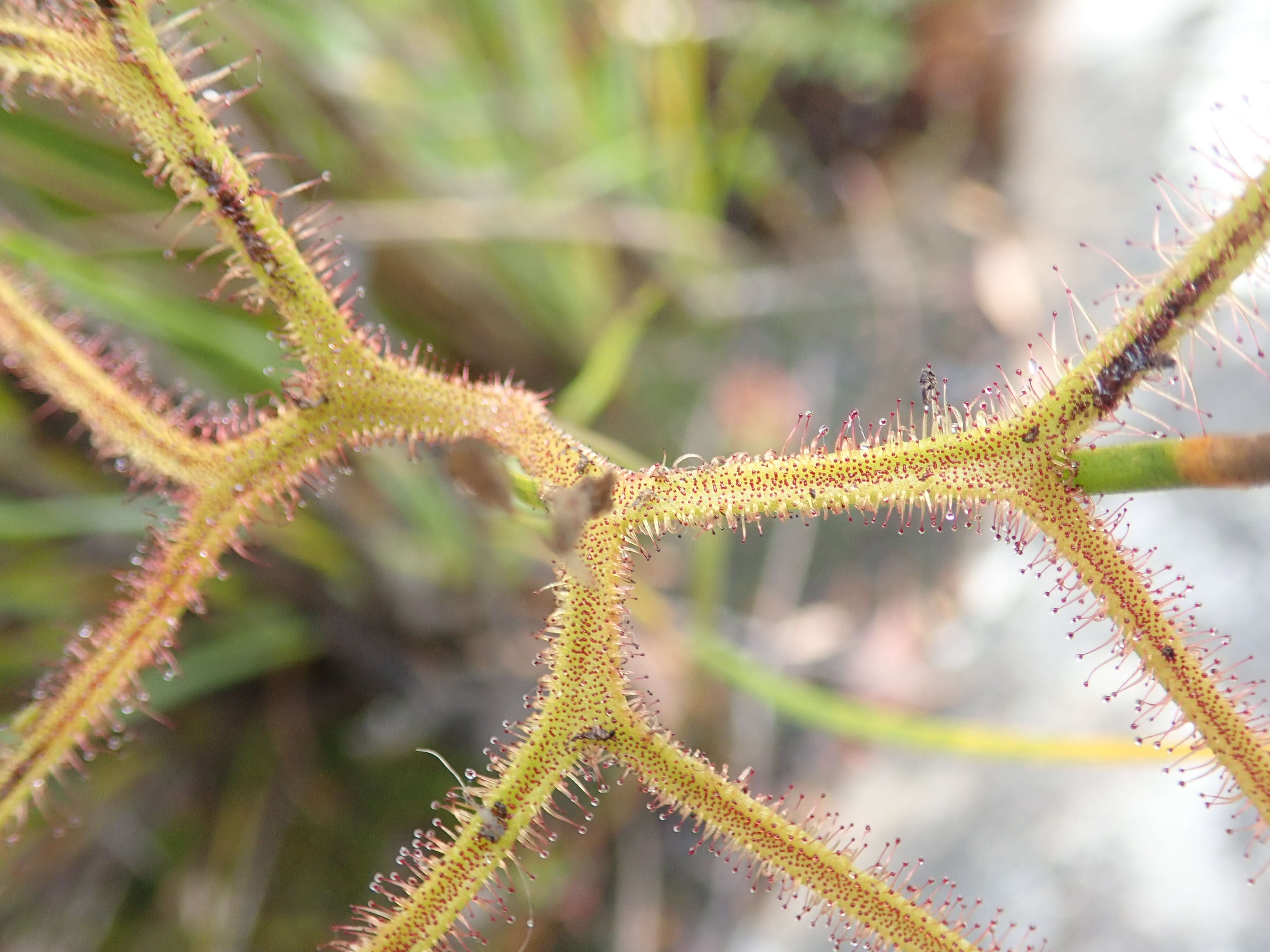 Image of Drosera binata Labill.