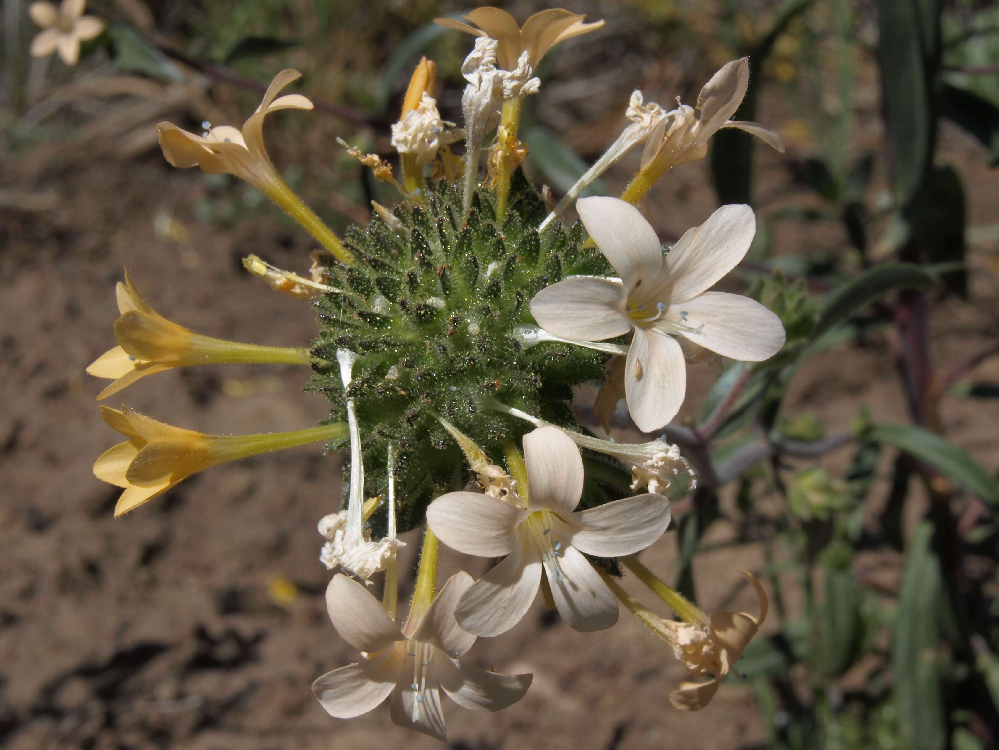 Image of grand collomia