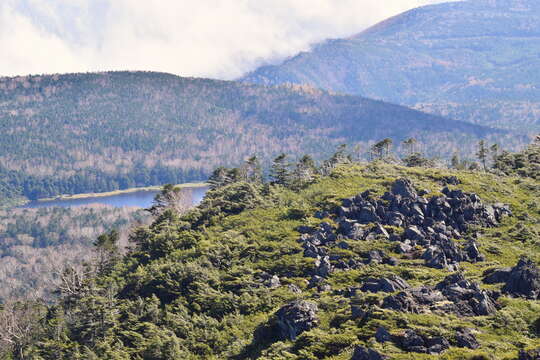 Image of Northern Japanese Hemlock