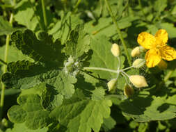 Image of celandine