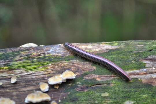 Image of Striped Millipede