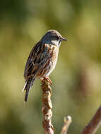 Image of Altai Accentor