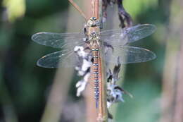 Image of Migrant Hawker