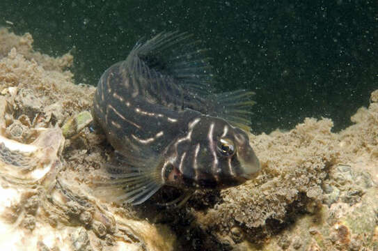 Image of Oyster Blenny