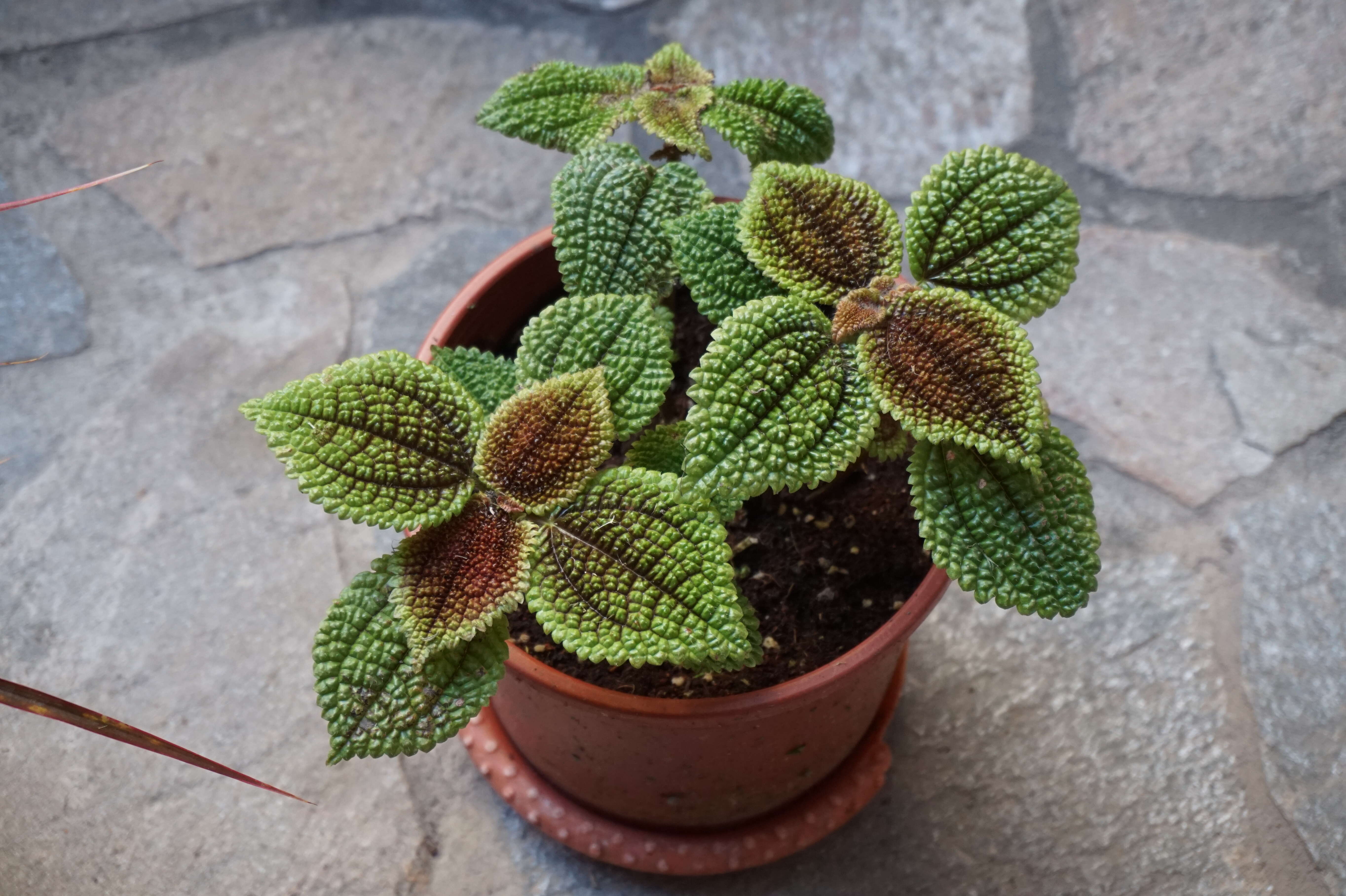 Image of Begonia masoniana Irmsch. ex Ziesenh.