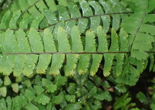 Image of Adiantum edgeworthii Hook.