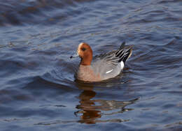 Image of Eurasian Wigeon