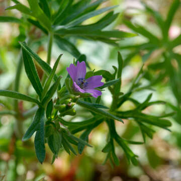 Plancia ëd Geranium dissectum L.