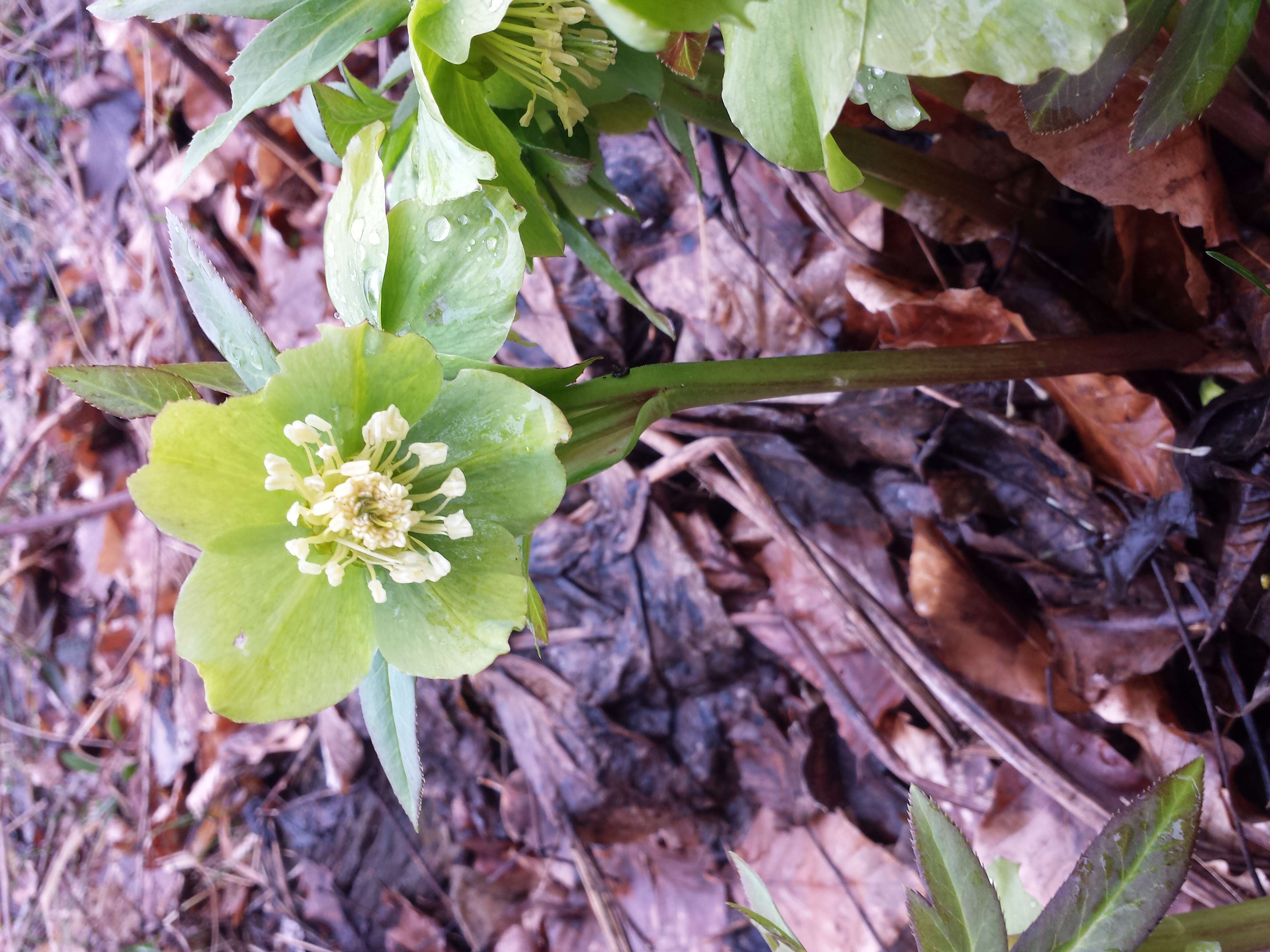 Image of Green Hellebore