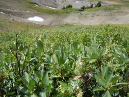 Image of mountain willow