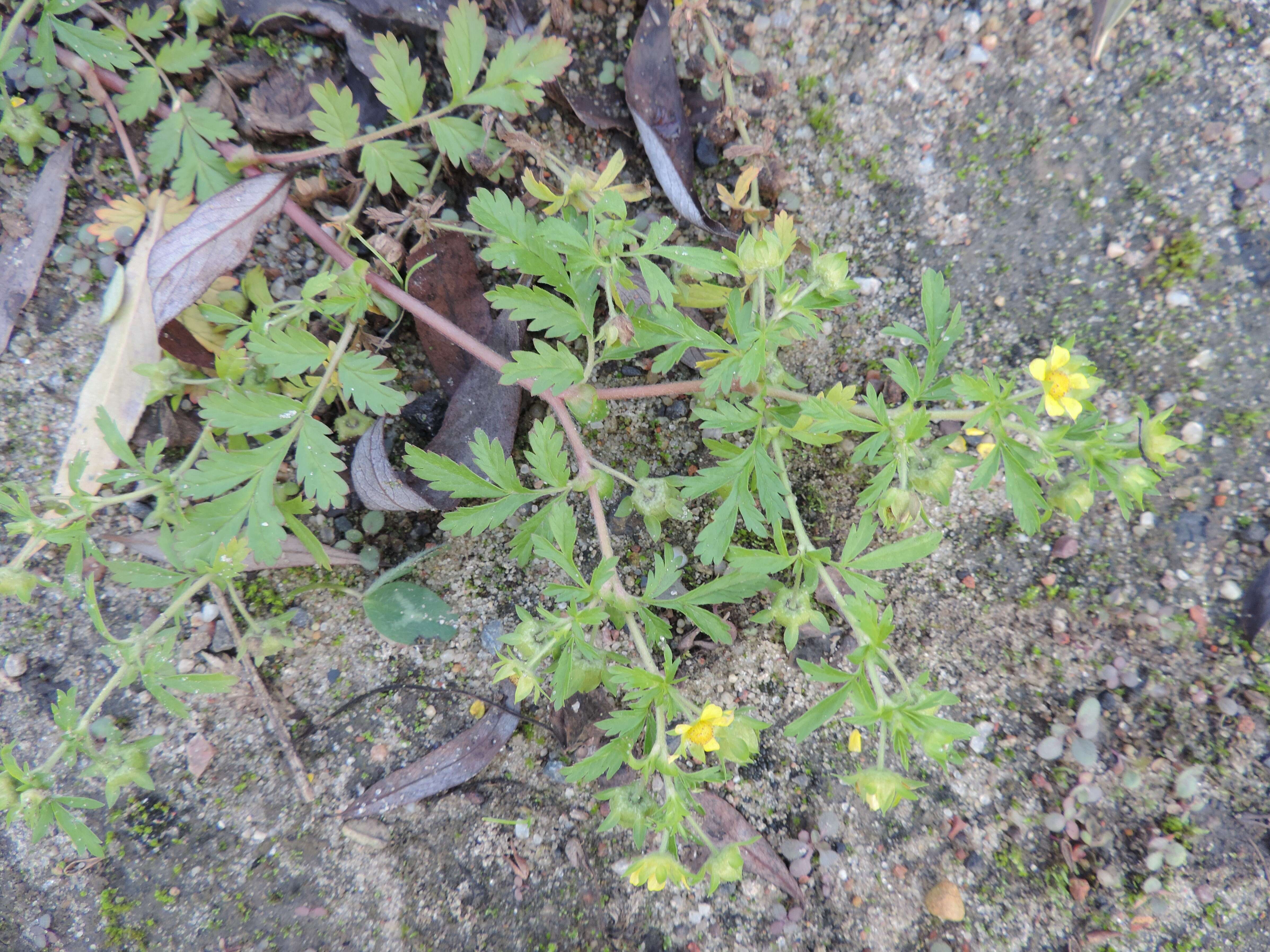 Image of Bushy Cinquefoil