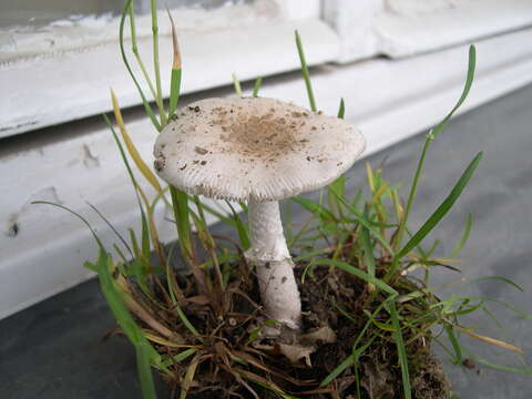 Image of Amanita eliae Quél. 1872