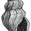 Image of Leiocithara potti (Sturany 1900)