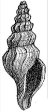 Image of Leiocithara potti (Sturany 1900)