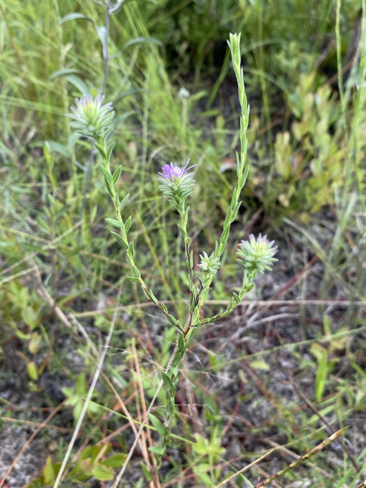 Image of Symphyotrichum plumosum (Small) Semple