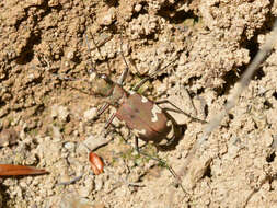 Image of Cicindela (Cicindela) sylvicola Dejean 1822