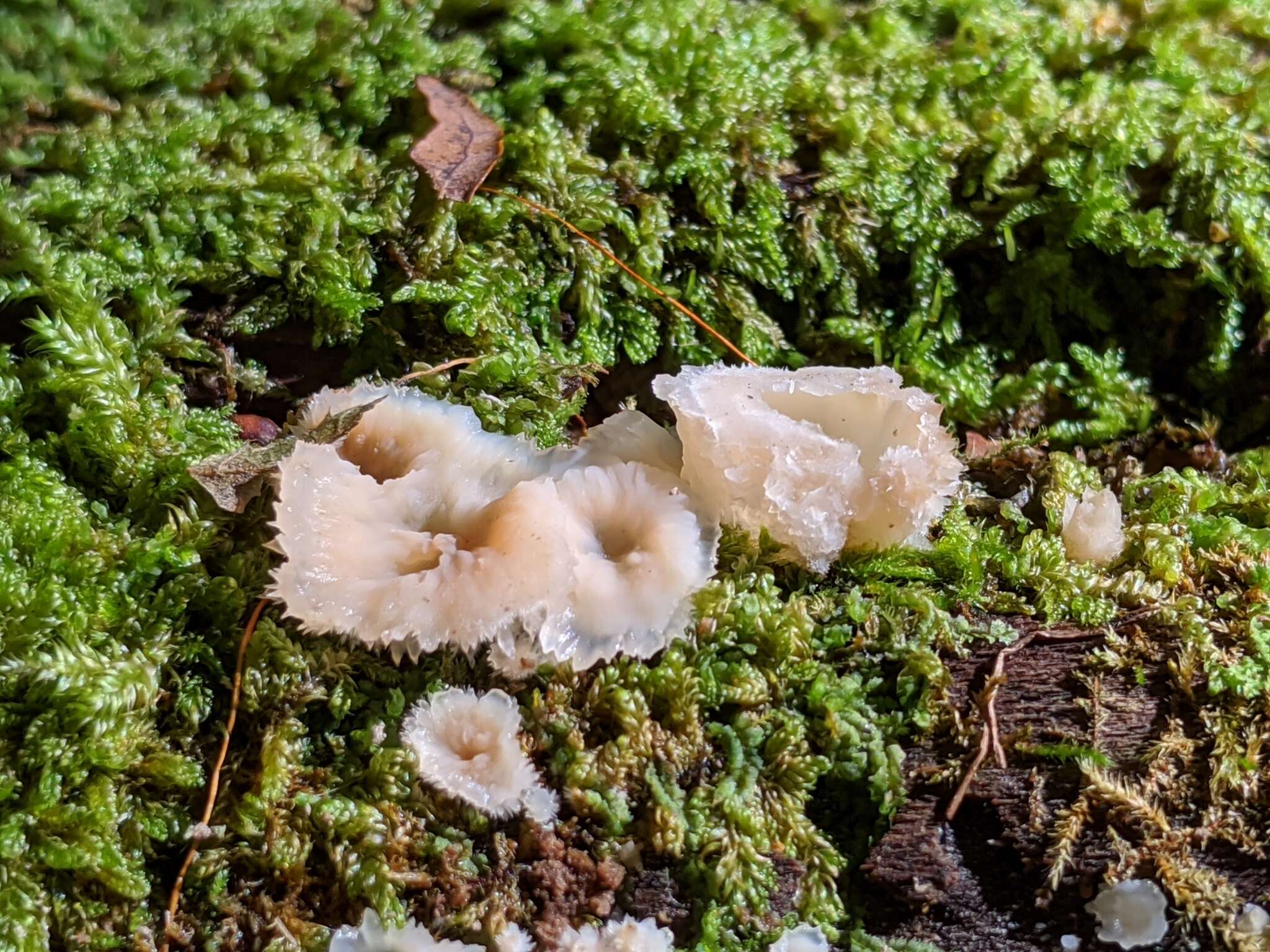 Image of Phlebia tremellosa (Schrad.) Nakasone & Burds. 1984