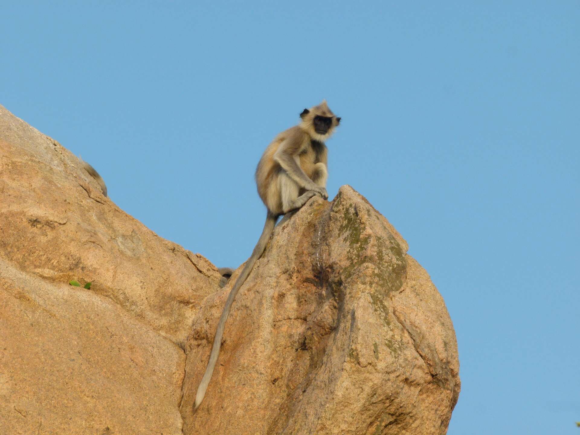 صورة Semnopithecus priam Blyth 1844