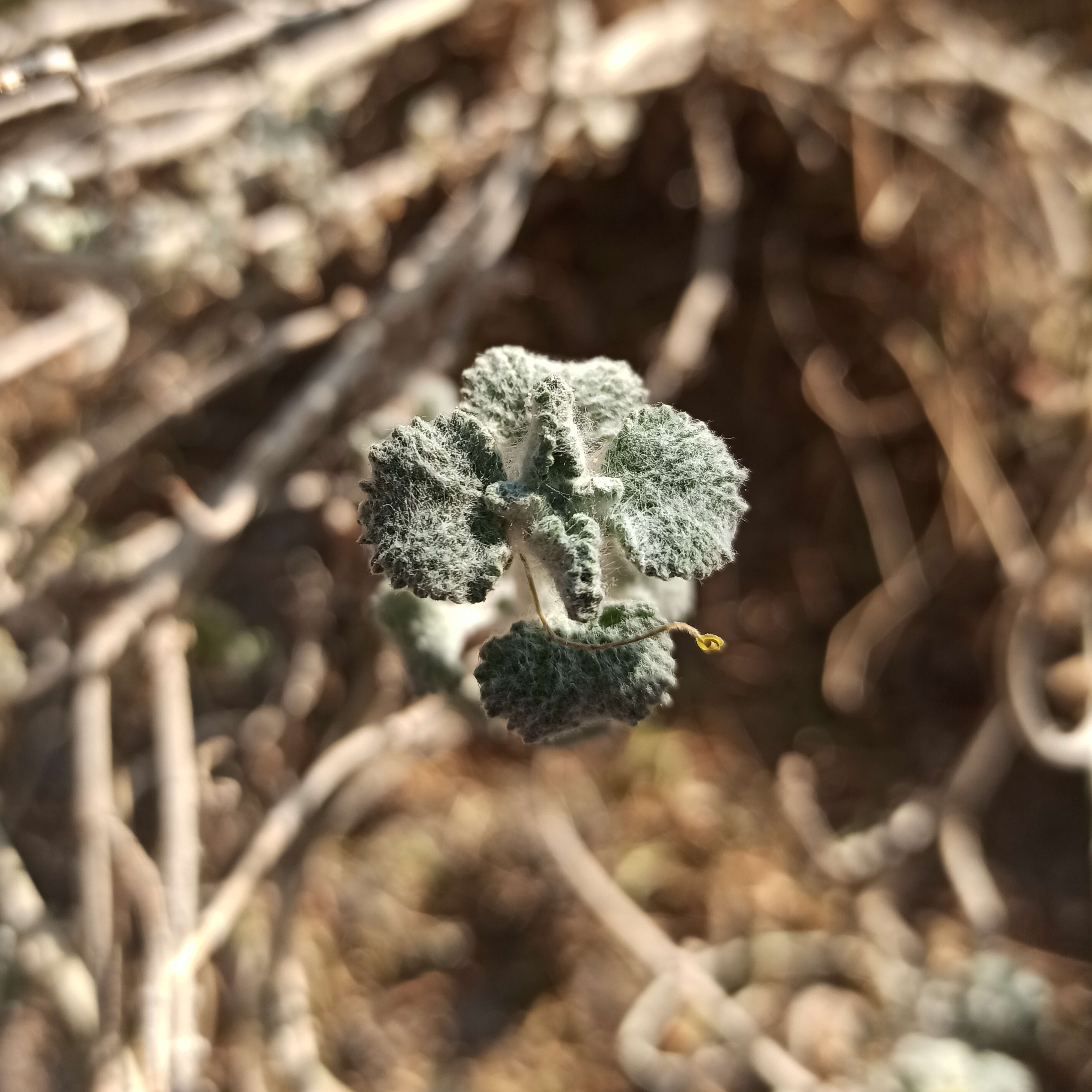 Image of horehound