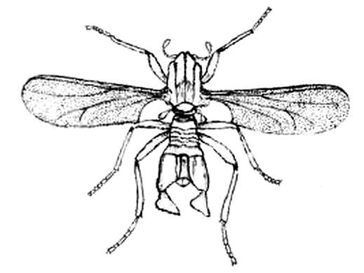 Image of Clunio marinus Haliday 1855