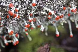 Image of Cladonia macilenta