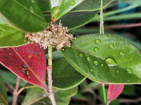 Image of guava