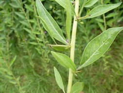 Image of matrimony vine