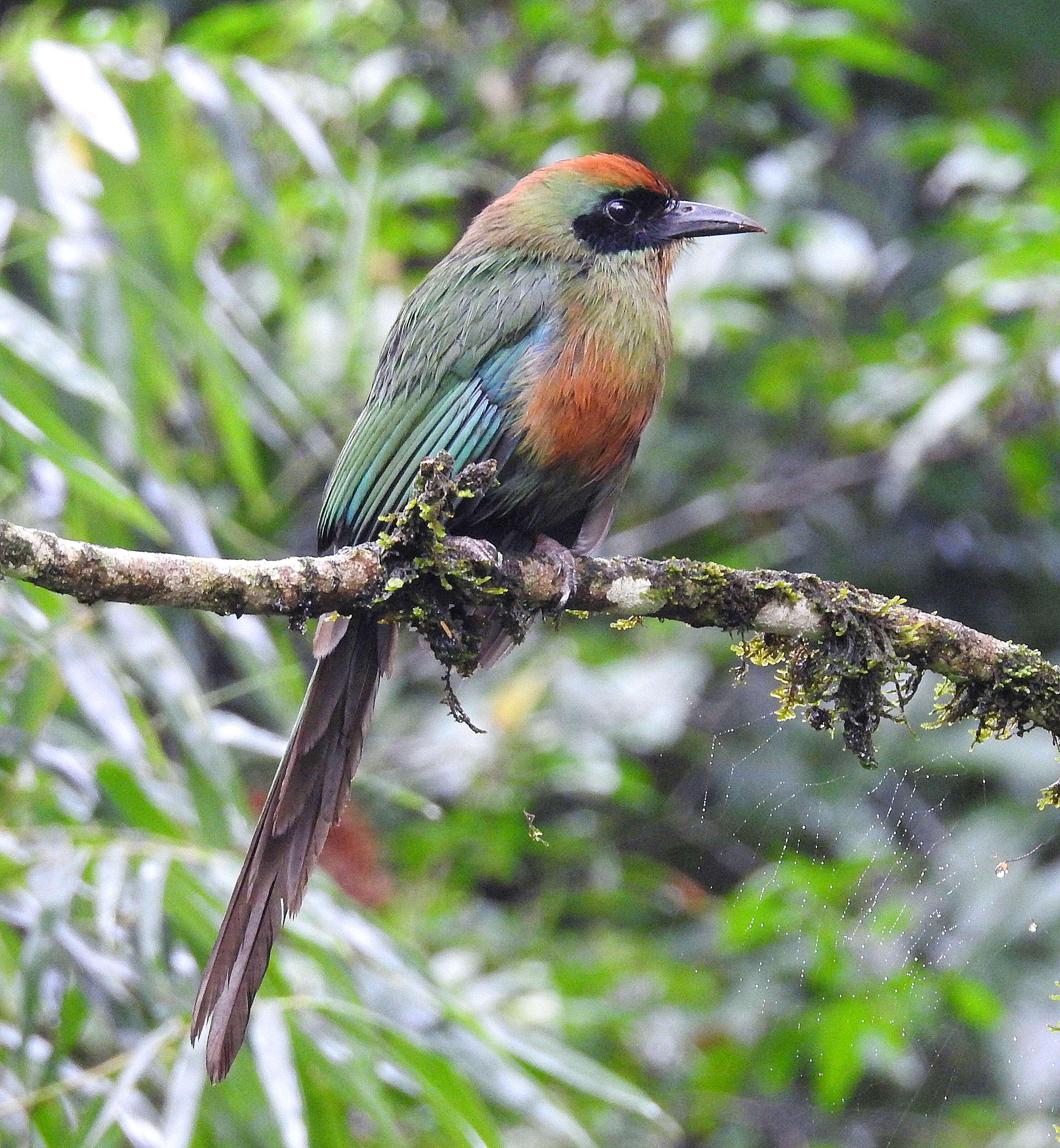 Слика од Baryphthengus ruficapillus (Vieillot 1818)