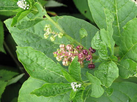 Image of Phytolacca acinosa Roxb.