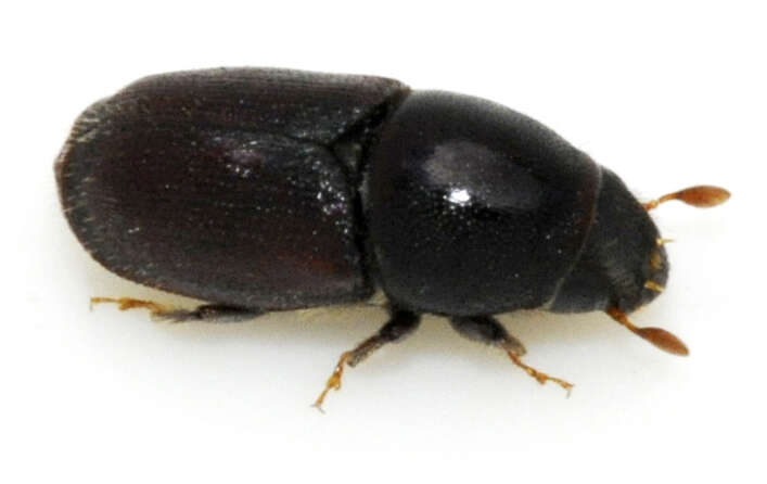 Image of Scolytus